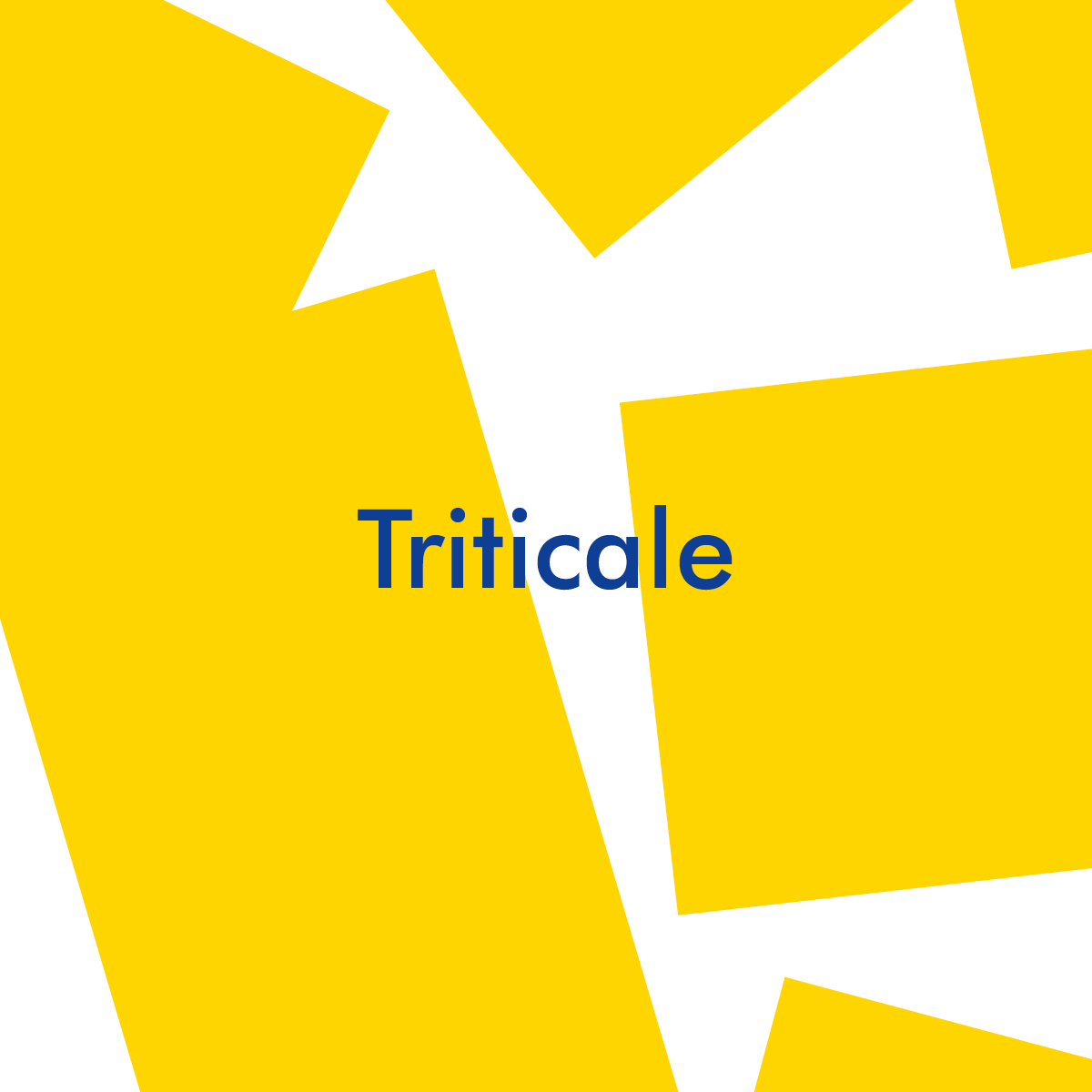 Triticale