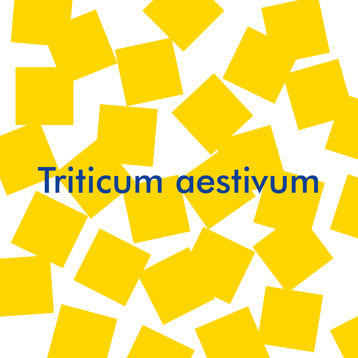 Triticum aestivum