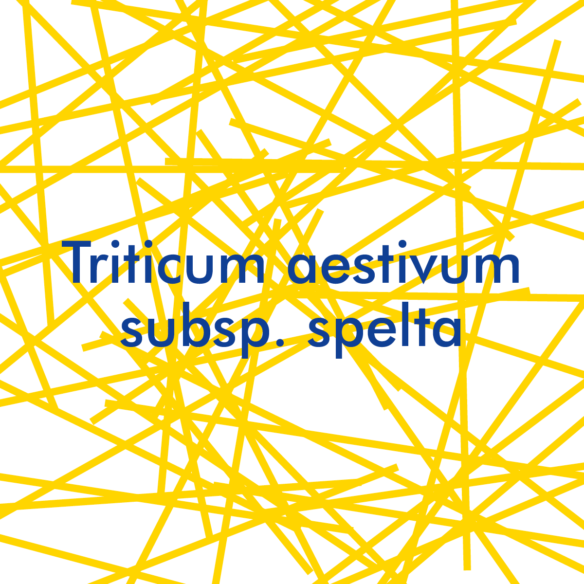 Triticum aestivum subsp. spelta