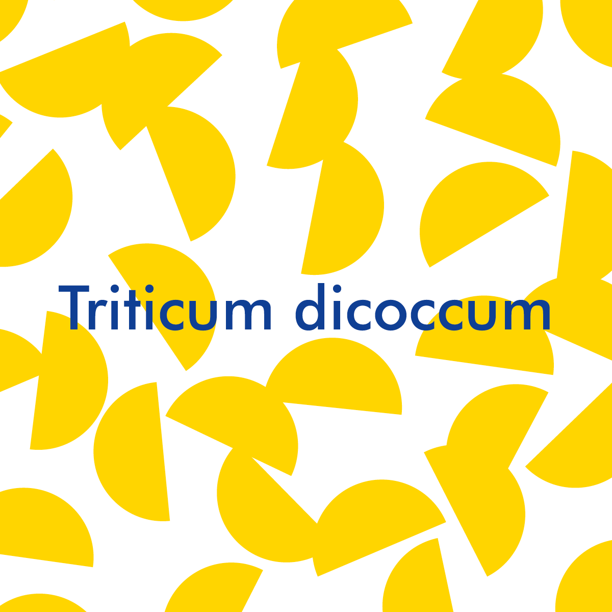 Triticum dicoccum