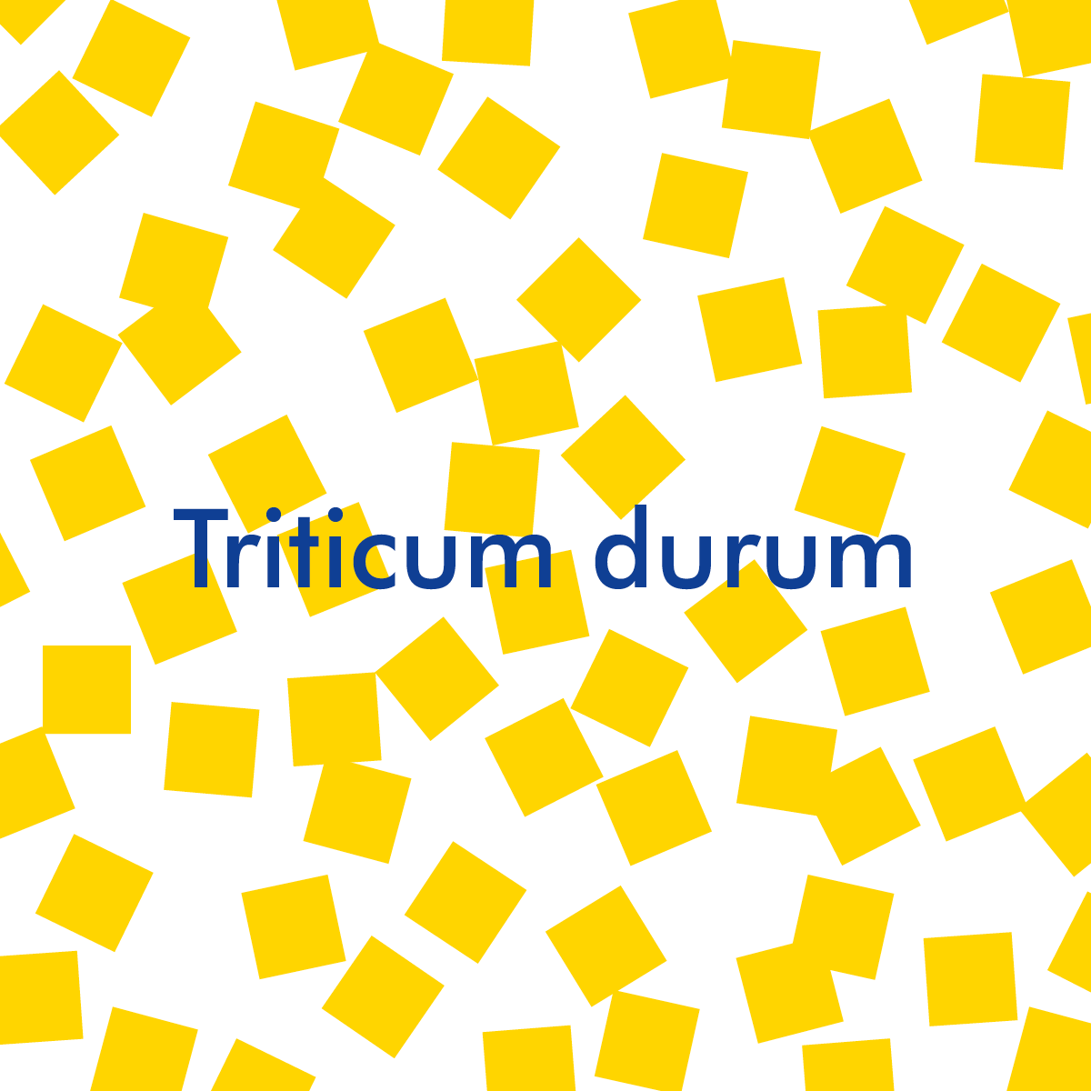 Triticum durum