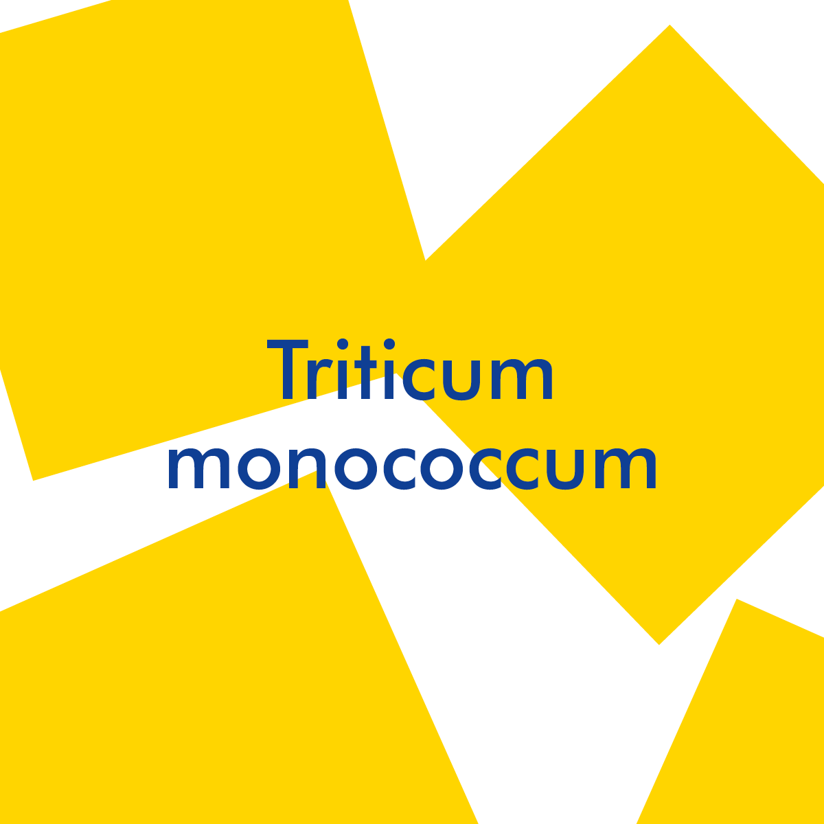 Triticum monococcum